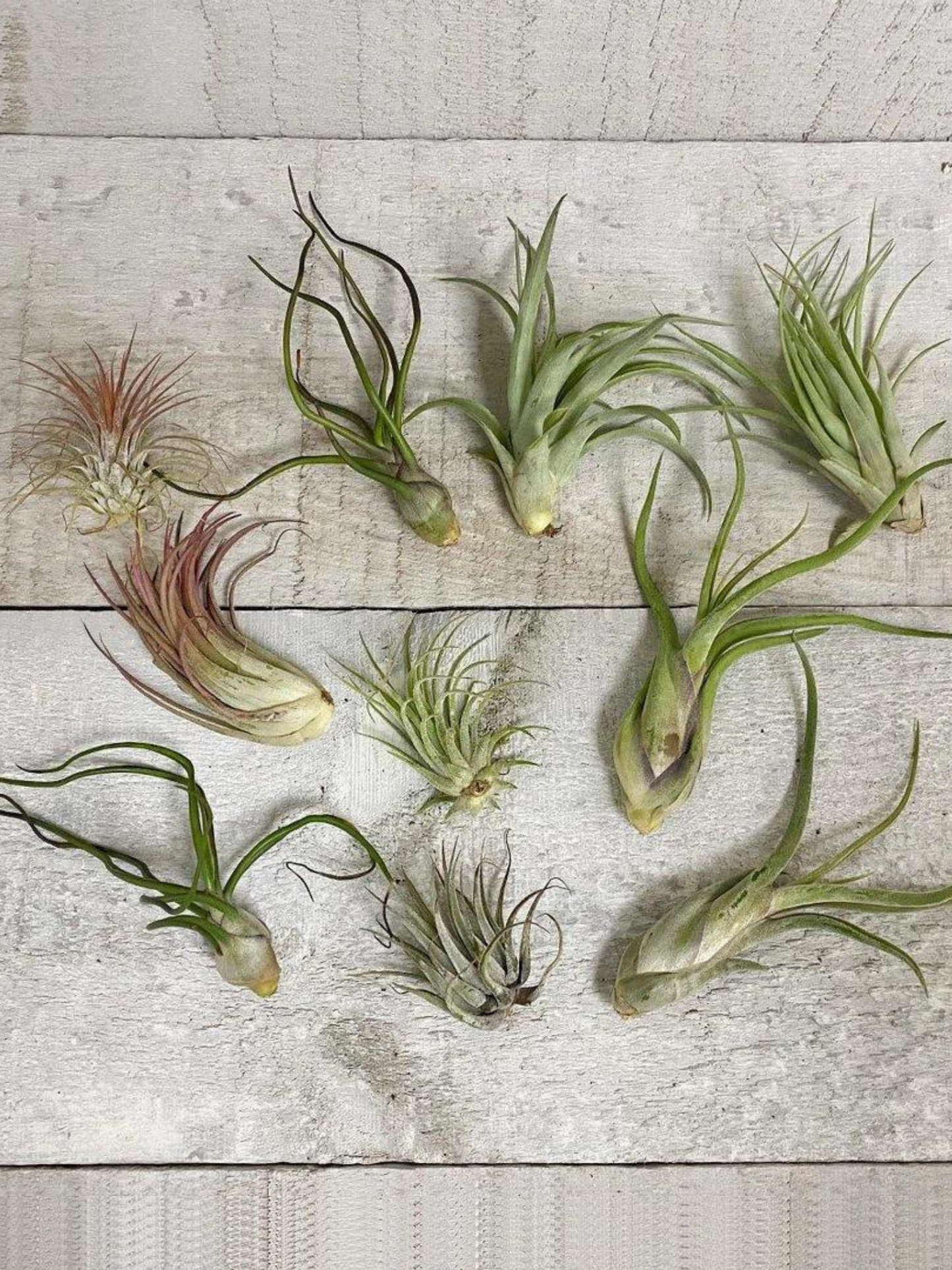 Deluxe Air Plant Bundles