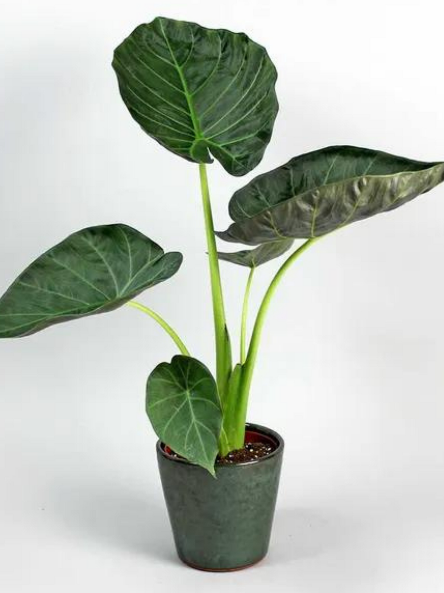 Alocasia Regal Shield