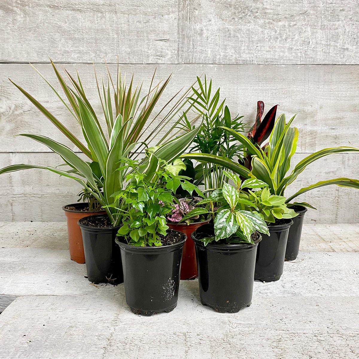 TROPICAL HOUSEPLANT BUNDLE (Multi-Packs) (Assorted) - Geoponics Inc