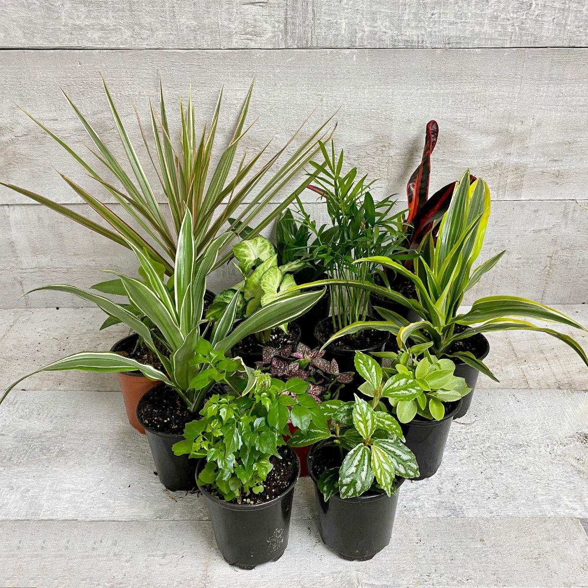 TROPICAL HOUSEPLANT BUNDLE (Multi-Packs) (Assorted) - Geoponics Inc