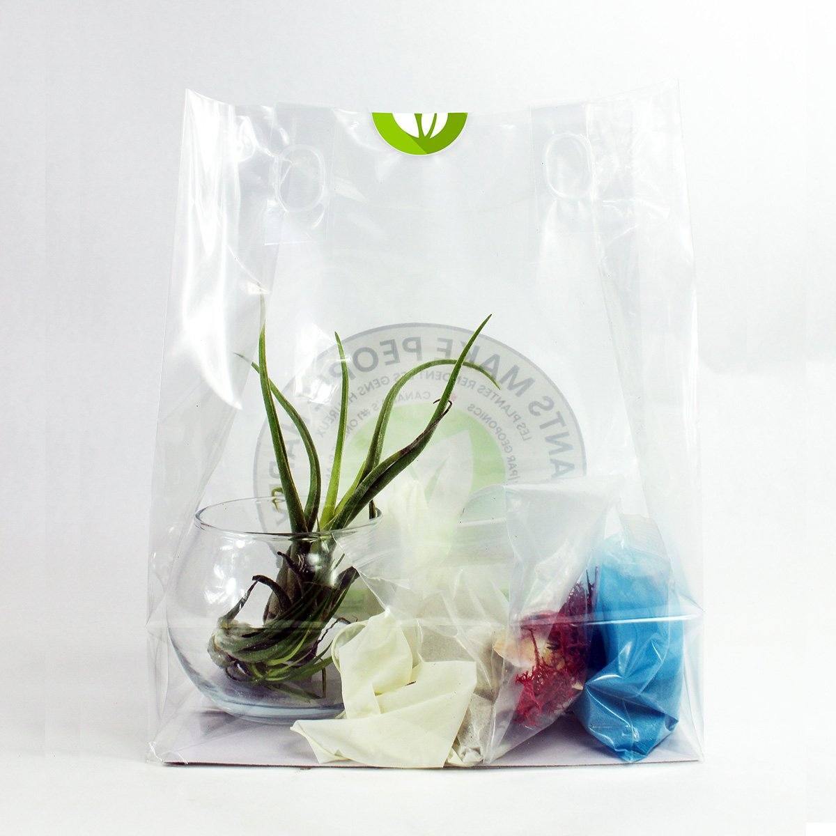 Air Plant Kit - Geoponics Inc