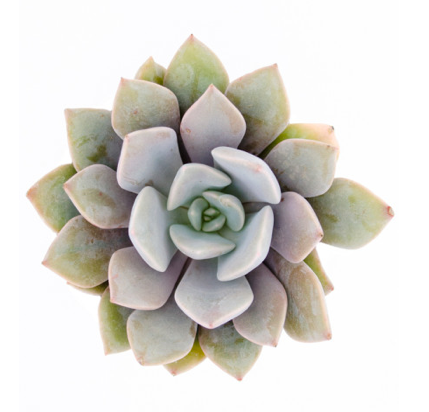 2.25" Plant Baby Succulents tray