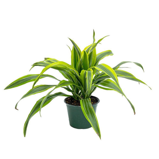 Dracaena Lemon Lime  4" Grower Pot - Geoponics Inc