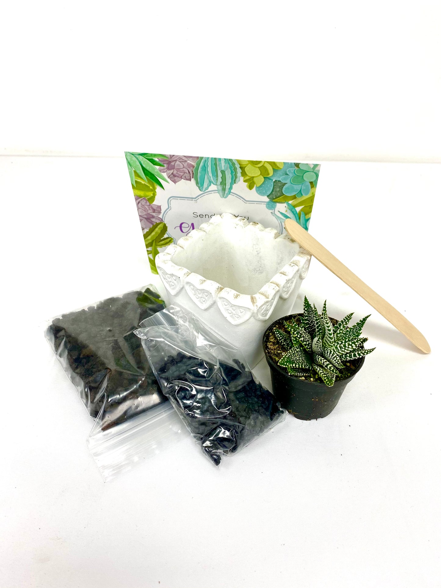 Happy Haworthia DIY Box