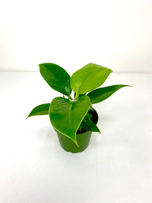 4" Philodendron Green