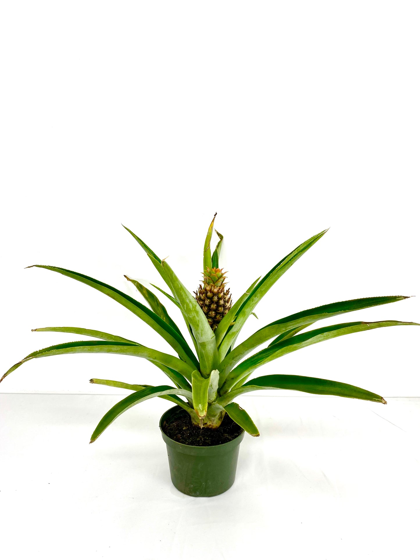 Pineapple Plant (grower pot)