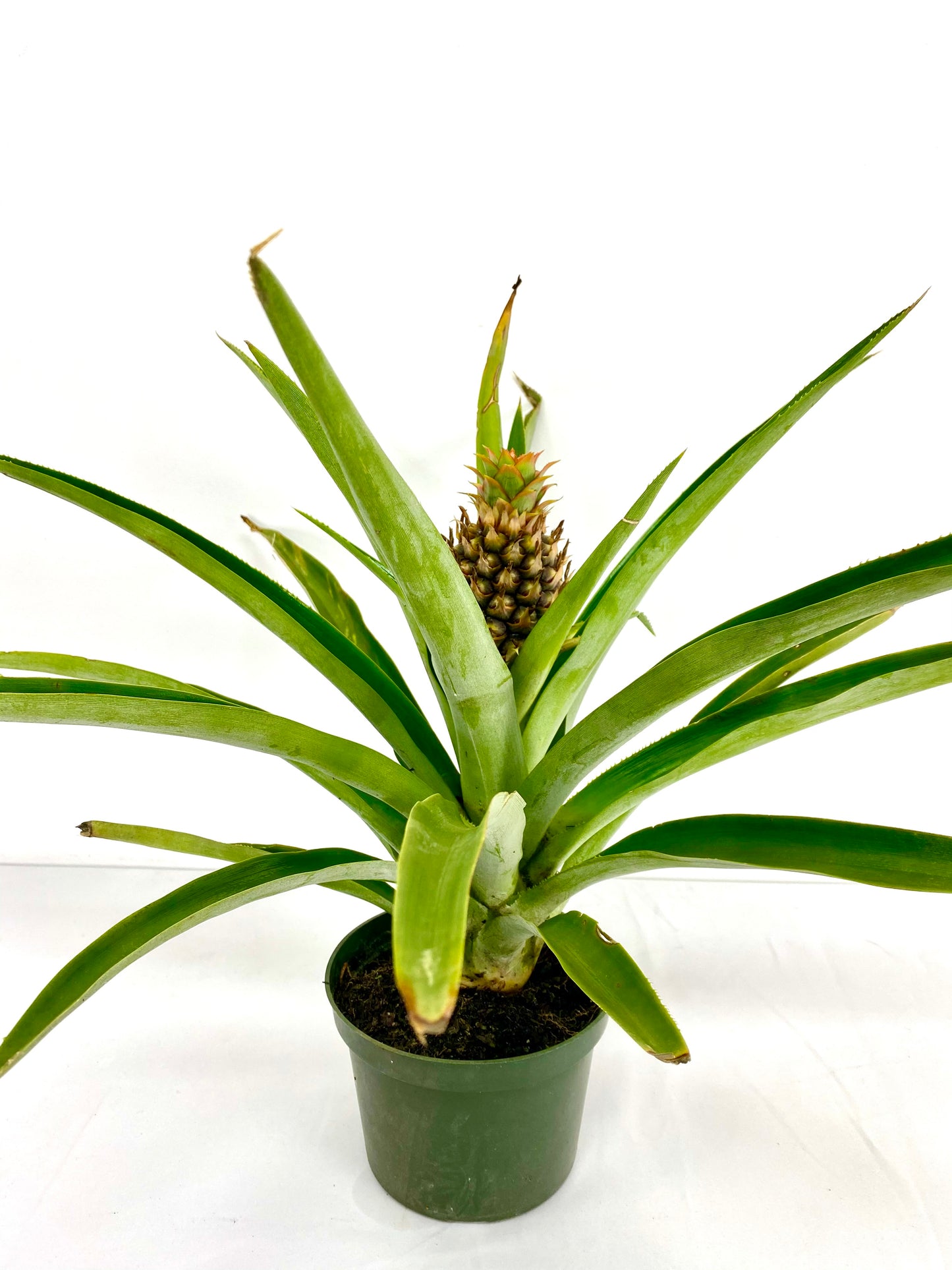 Pineapple Plant (grower pot)