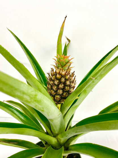 Pineapple Plant (grower pot)