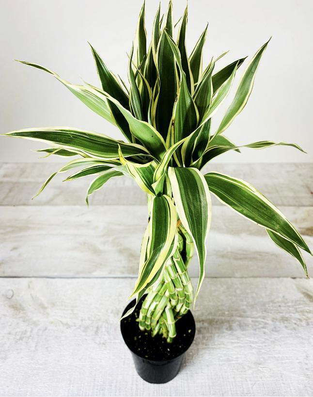 4" Lucky Bamboo Elegant Twist ( Assorted) - Plant Club | Geoponics