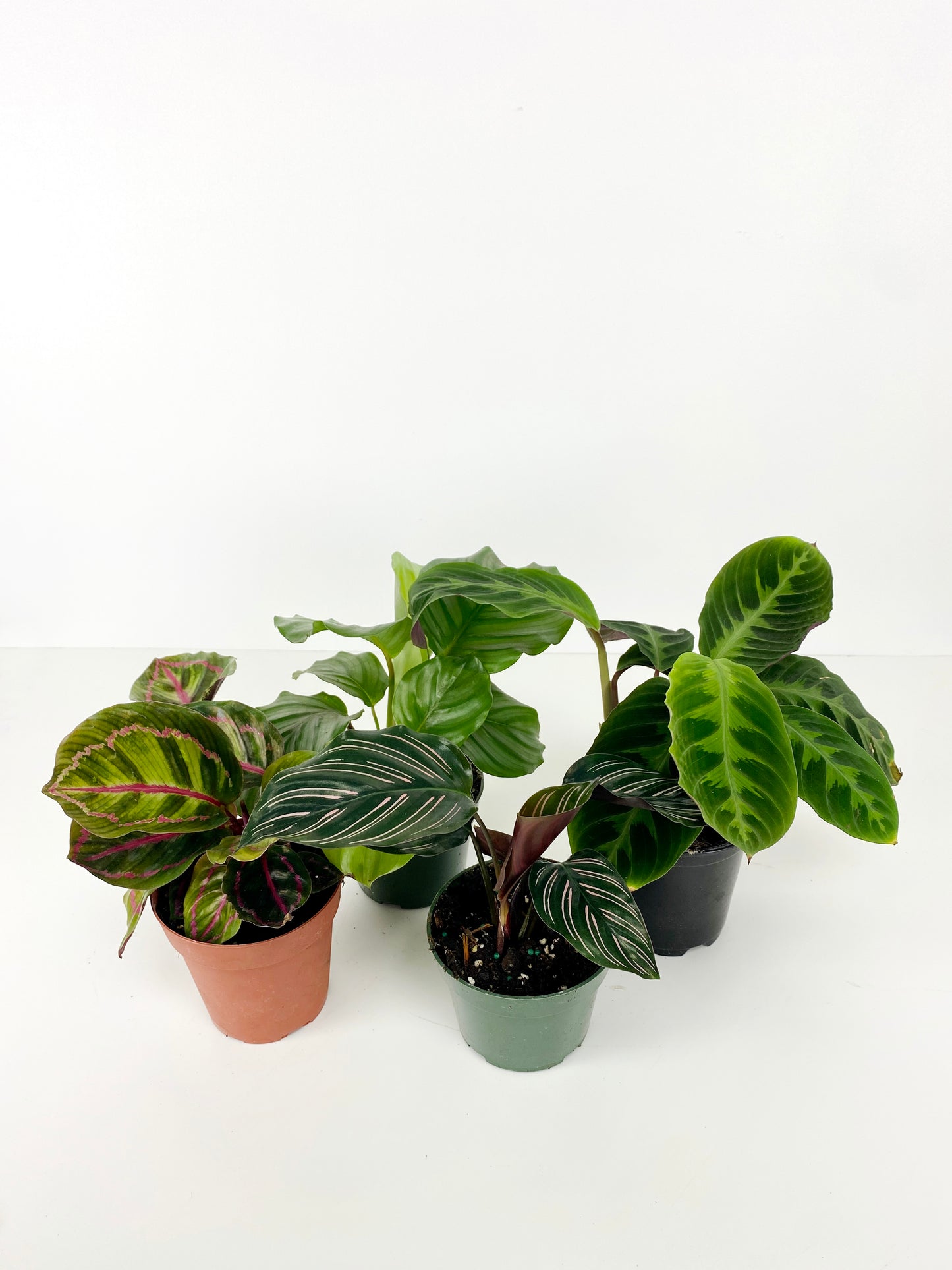 CALATHEA FAMILY ASSORTED