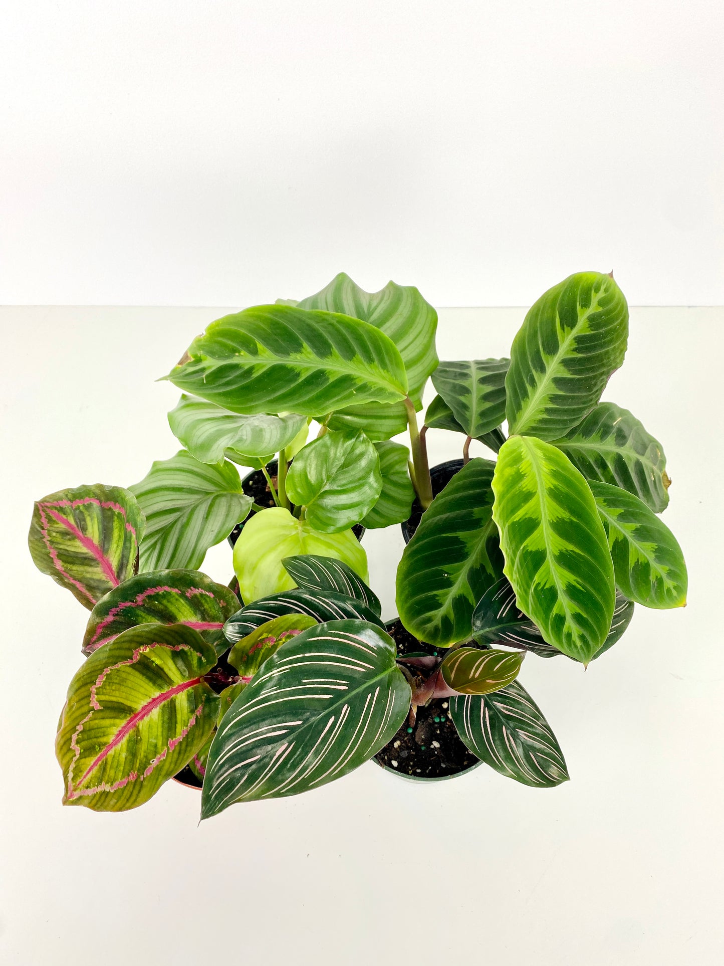 CALATHEA FAMILY ASSORTED