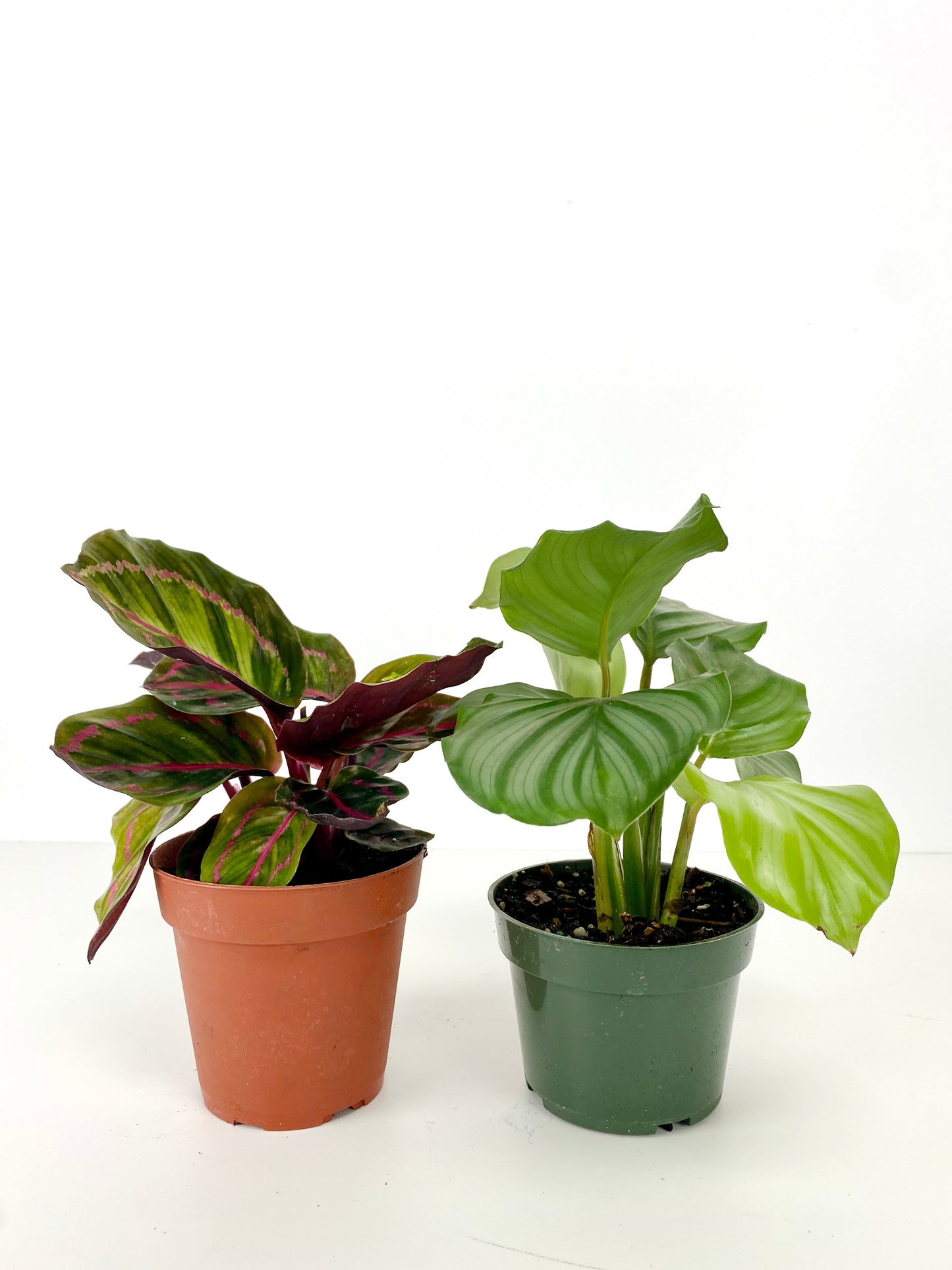 CALATHEA FAMILY ASSORTED