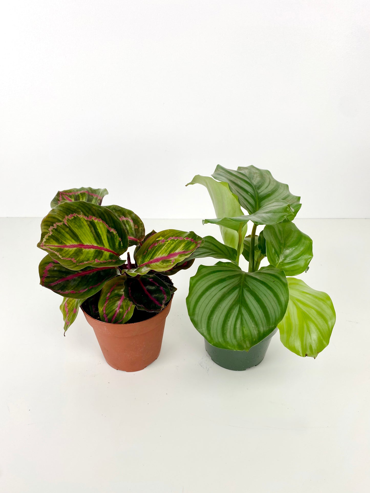 CALATHEA FAMILY ASSORTED