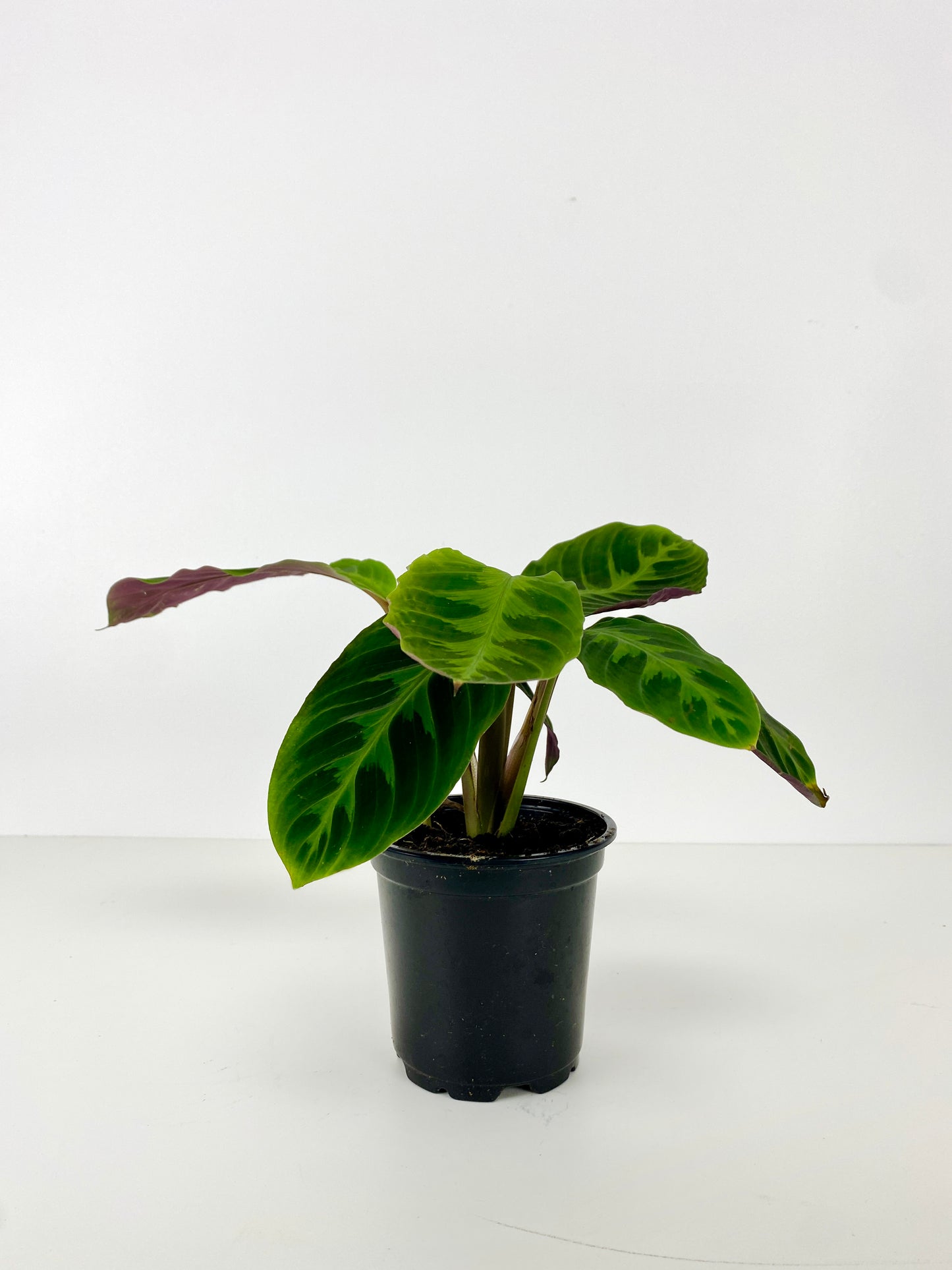 CALATHEA FAMILY ASSORTED