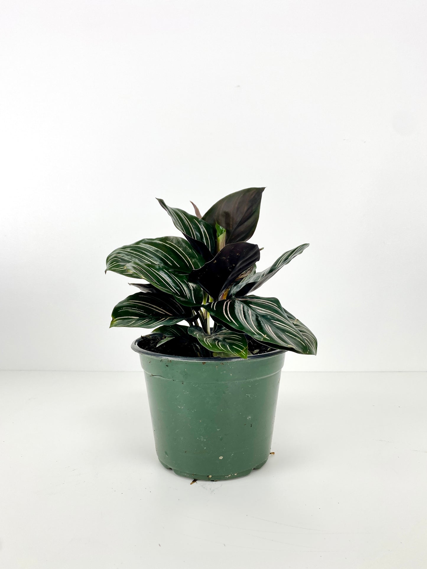 CALATHEA FAMILY ASSORTED