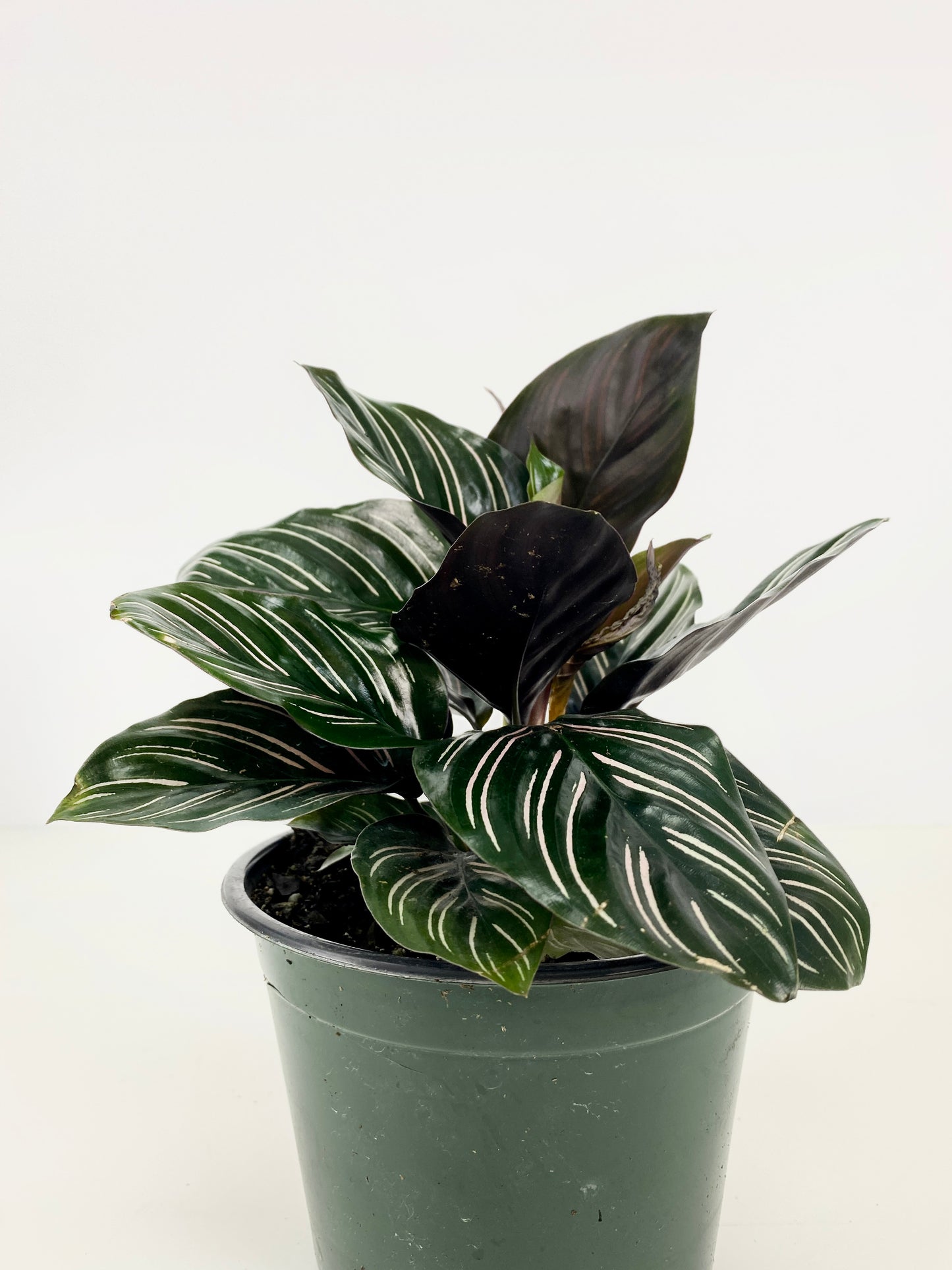 CALATHEA FAMILY ASSORTED