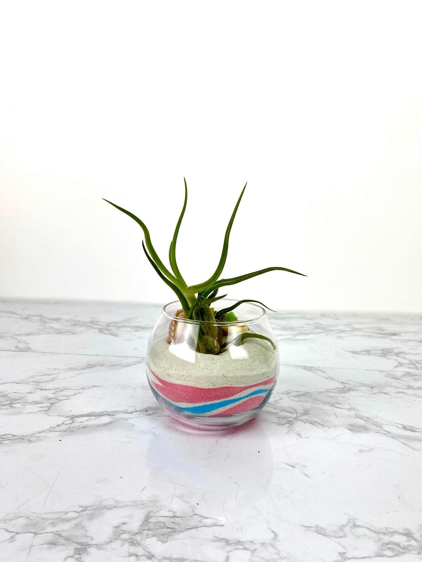 Sand Art Air Plant DIY Plant Gift Box