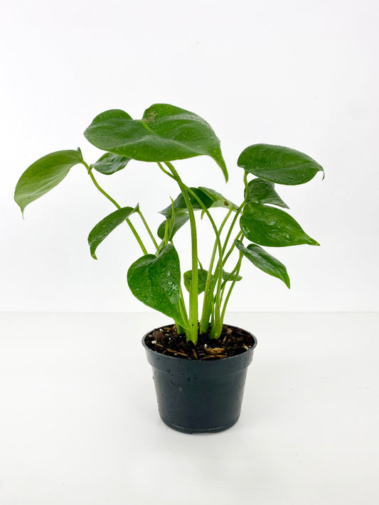 Monstera Deliciosa