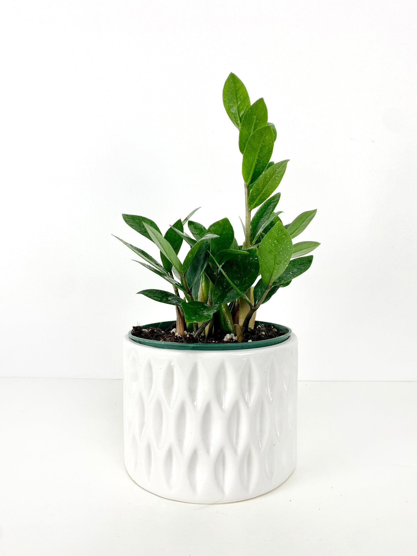 Zamioculcas zamiifolia (ZZ)