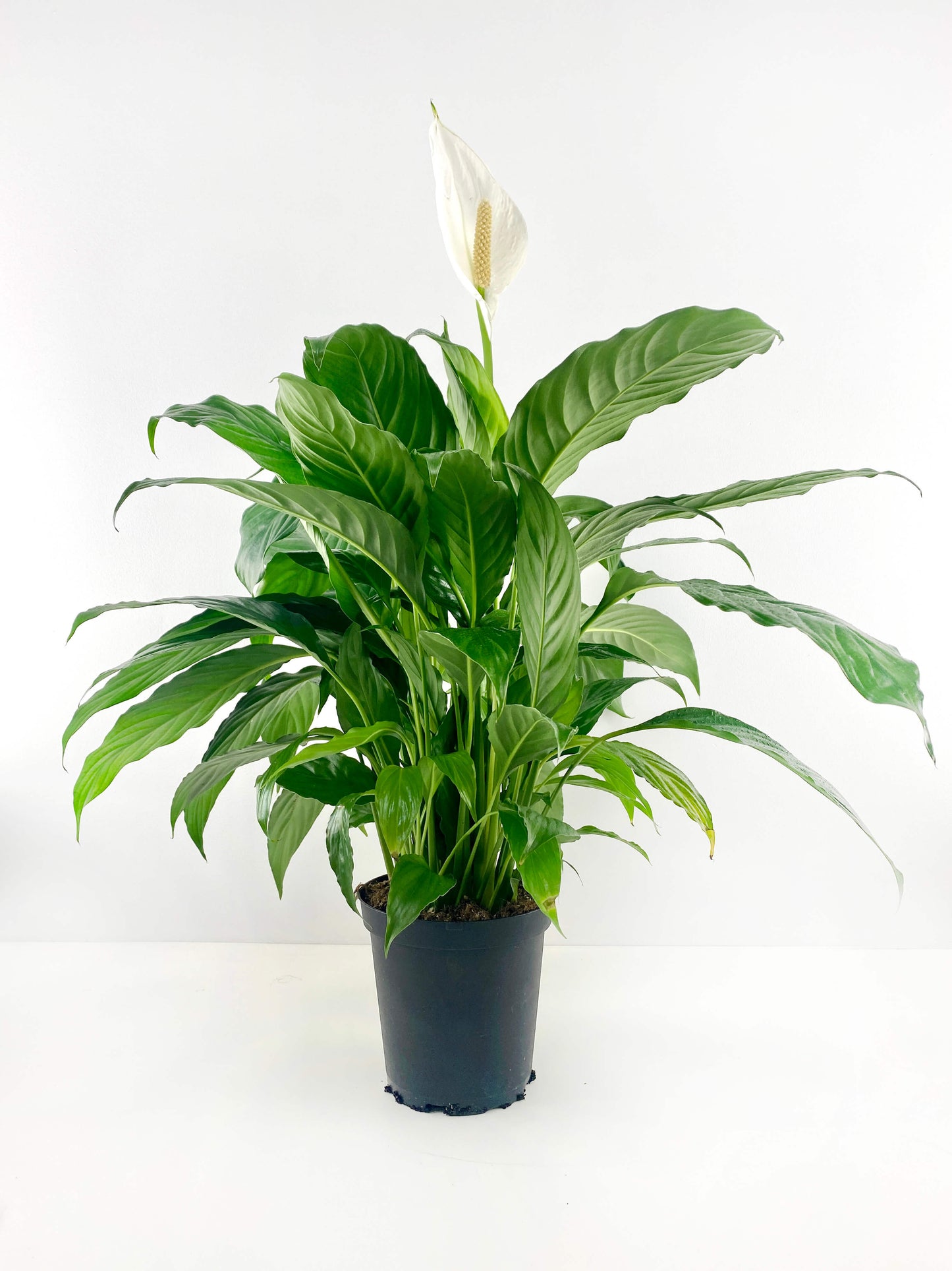 Peace Lily