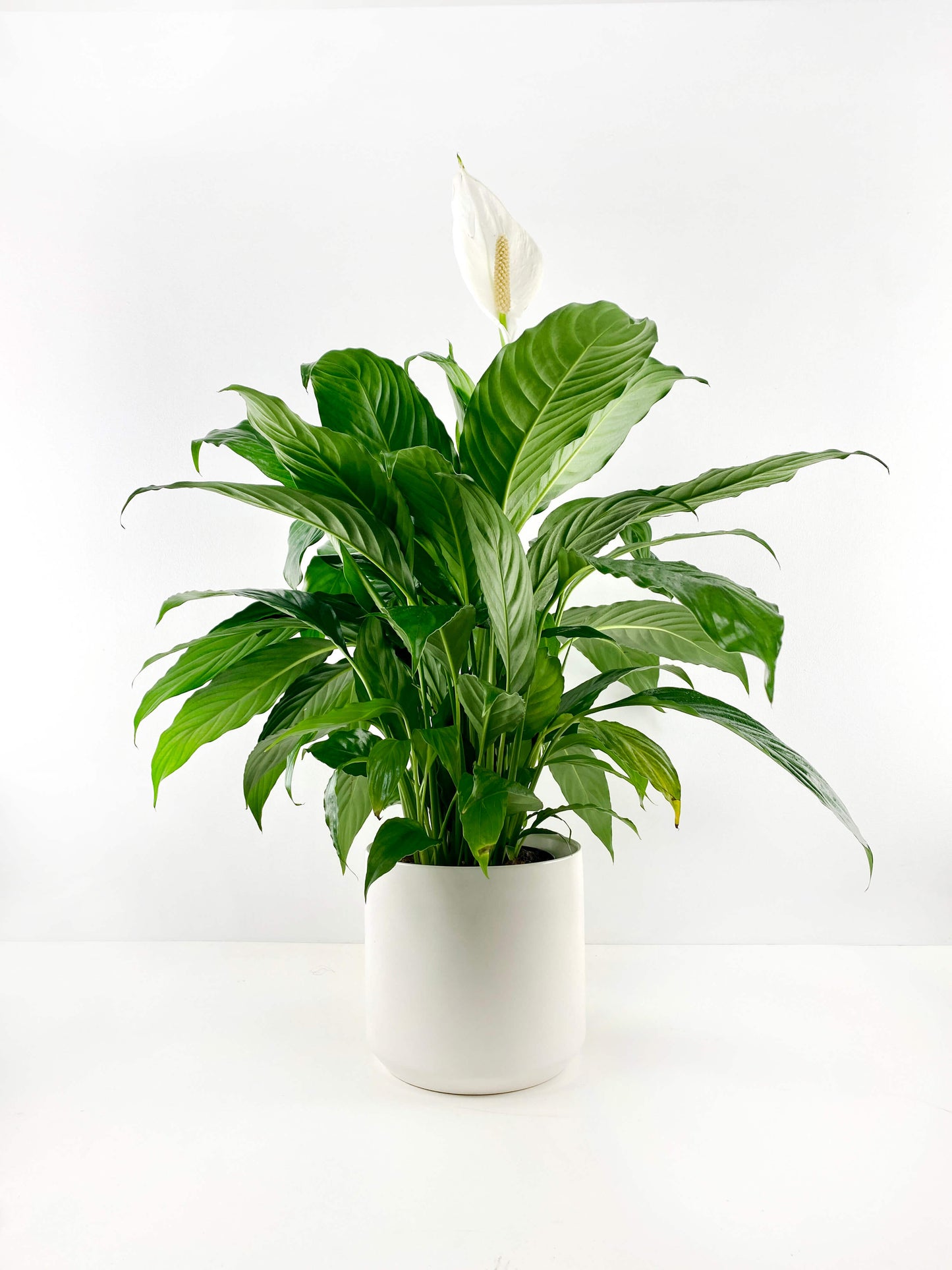 Peace Lily