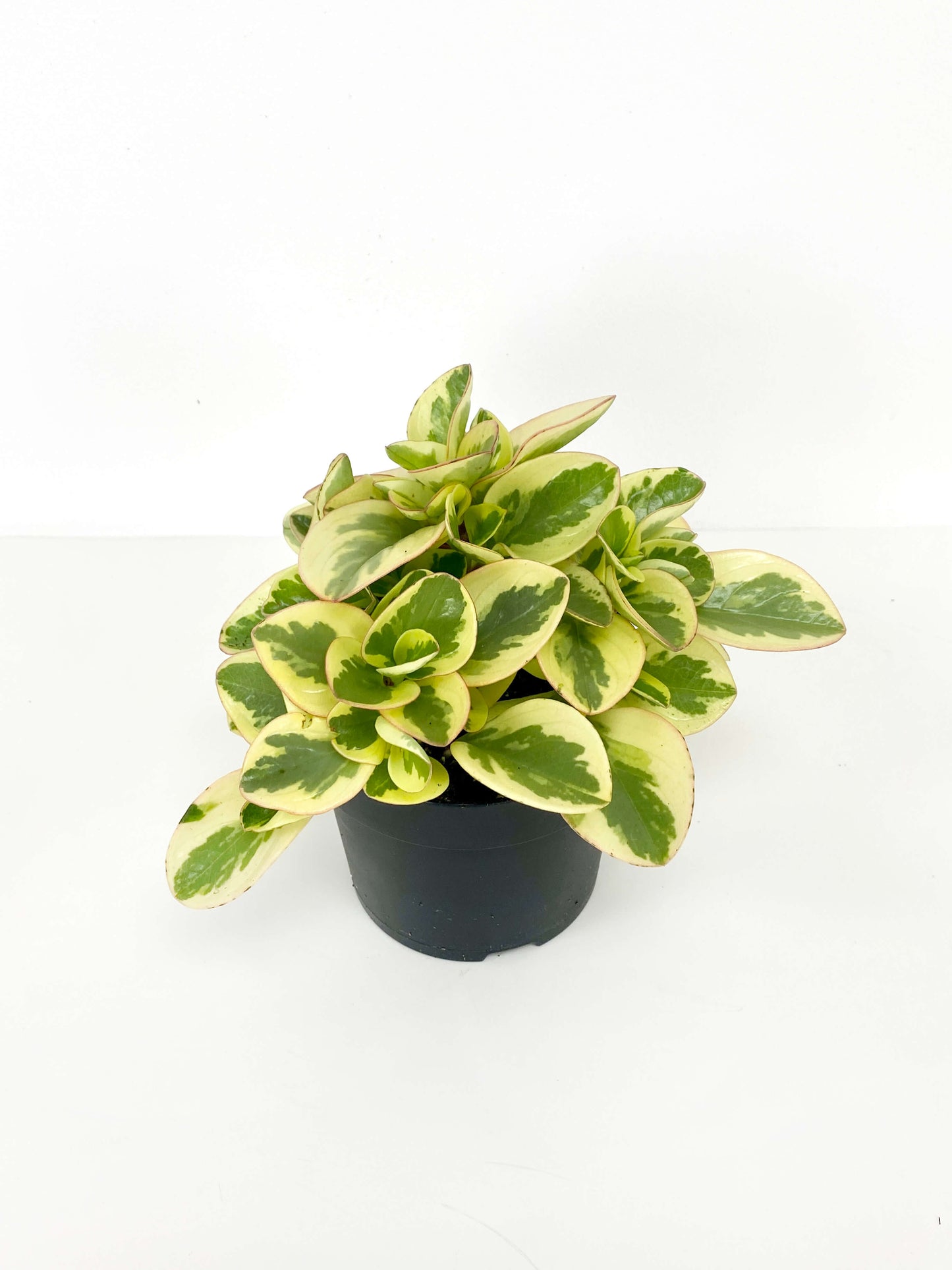 Peperomia Variegated