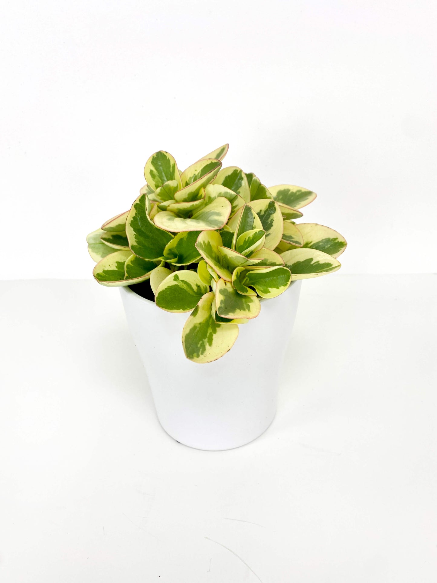 Peperomia Variegated