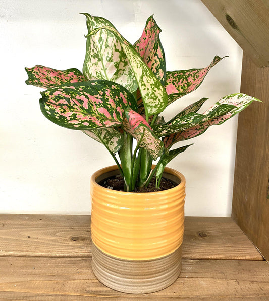 5" Aglaonema Red Valentine - Plant Club | Geoponics