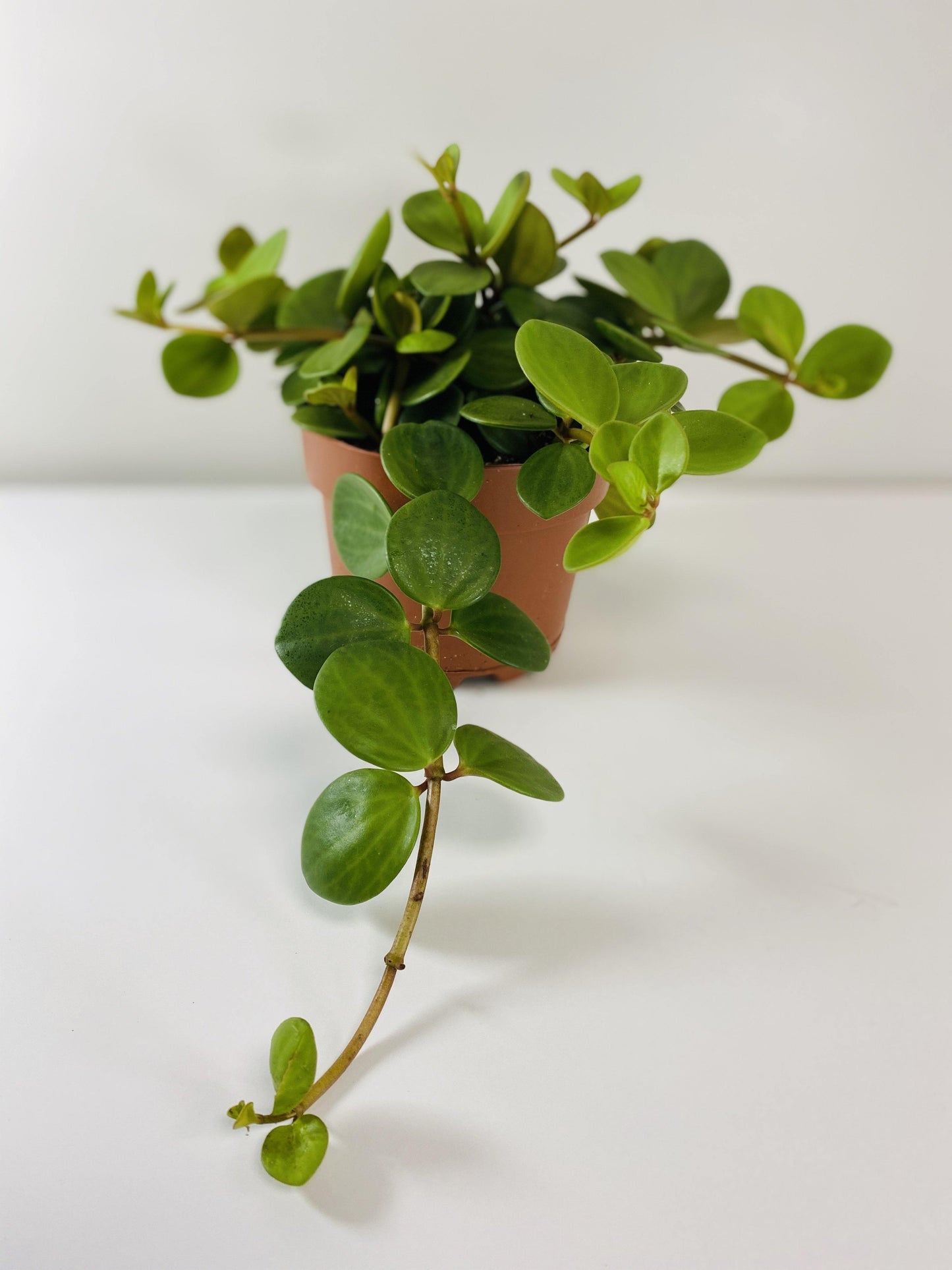 Peperomia Hope (Grower Pot) - Geoponics Inc