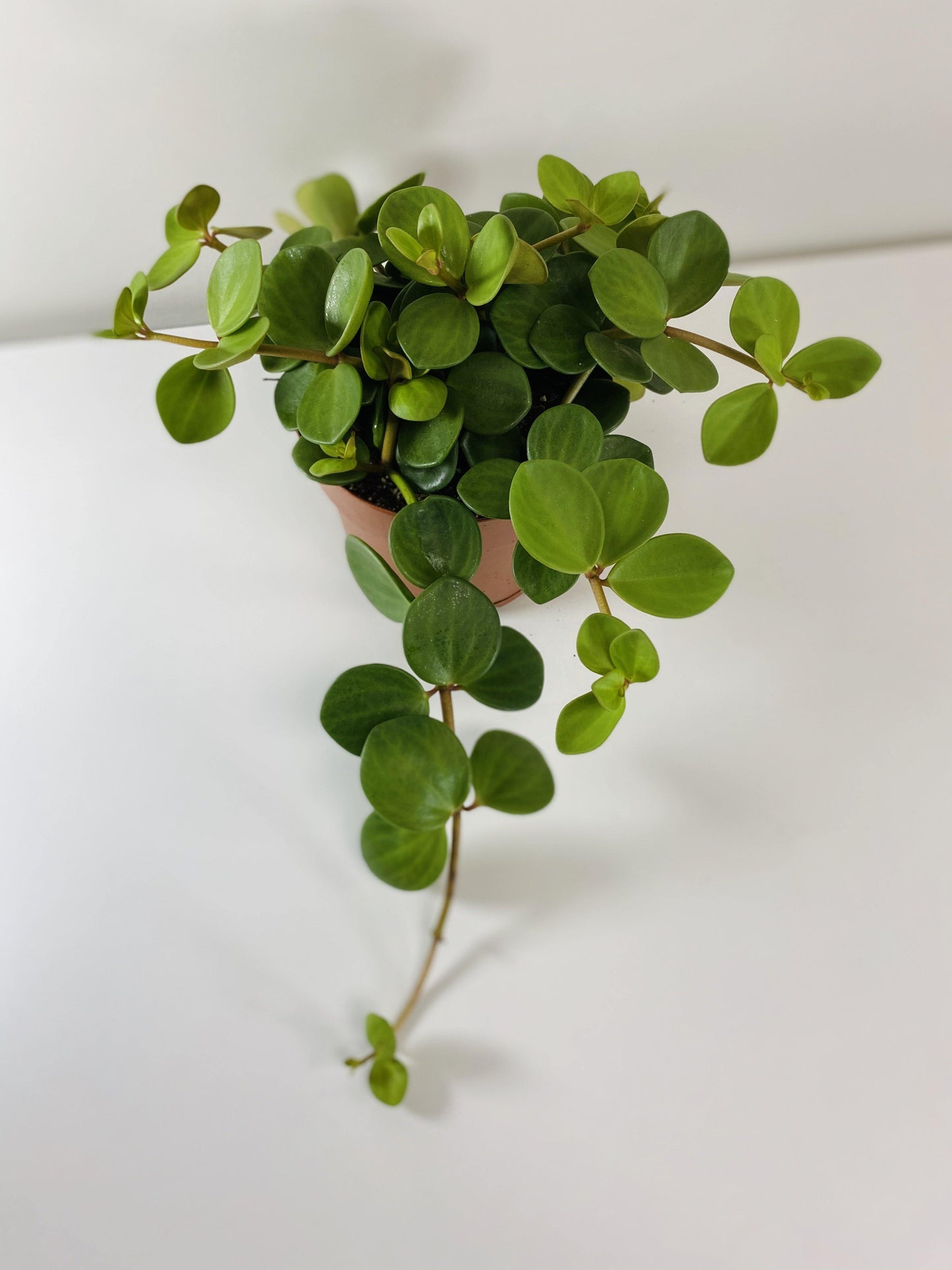 Peperomia Hope (Grower Pot) - Geoponics Inc