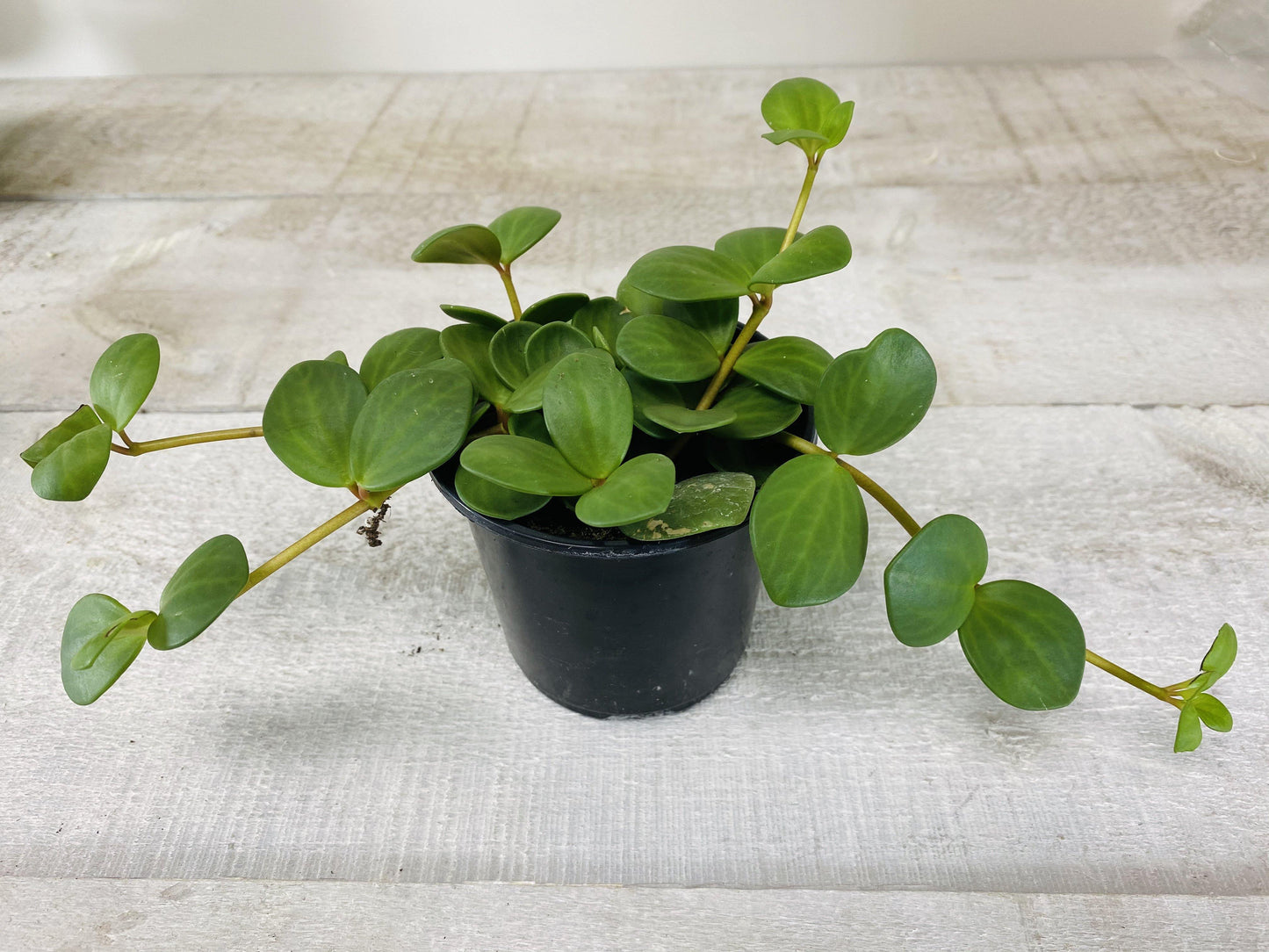 Peperomia Hope (Grower Pot) - Geoponics Inc