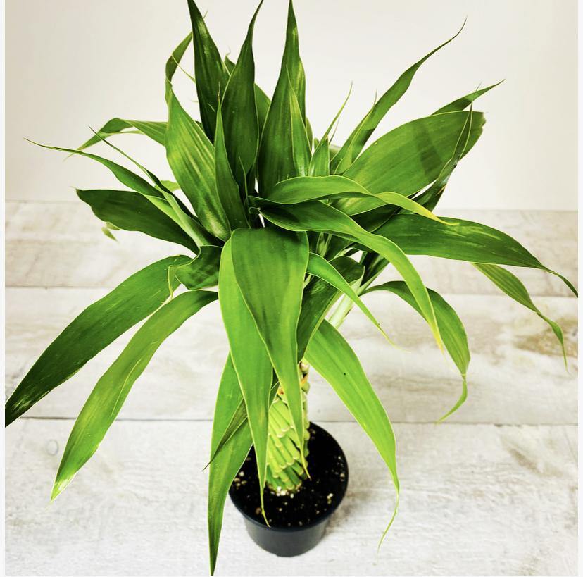 4" Lucky Bamboo Elegant Twist ( Assorted) - Plant Club | Geoponics