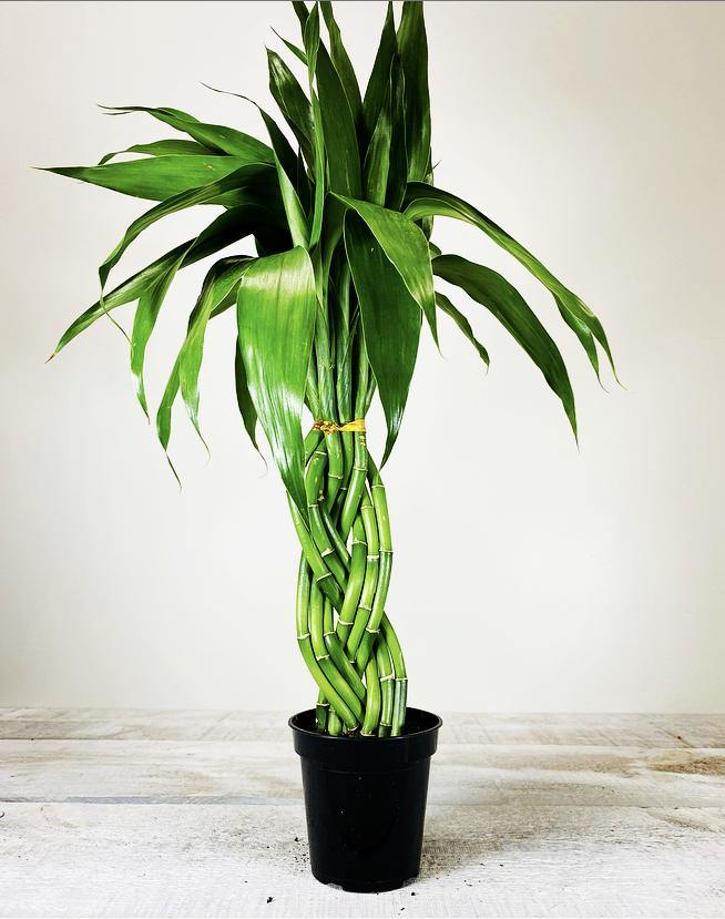 4" Lucky Bamboo Elegant Twist ( Assorted) - Plant Club | Geoponics