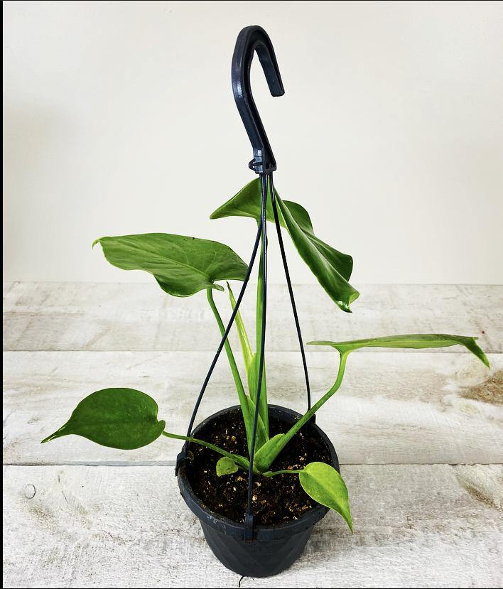 6" Philodendron Split Leaf (Grower Pot) - Geoponics Inc