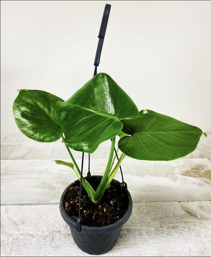 6" Philodendron Split Leaf (Grower Pot) - Geoponics Inc