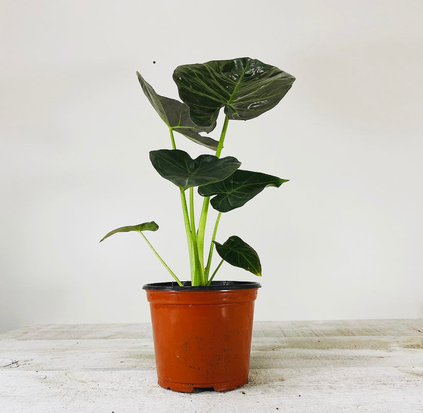 Alocasia Regal Shield