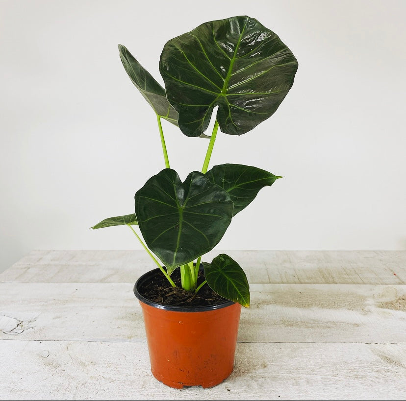 Alocasia Regal Shield