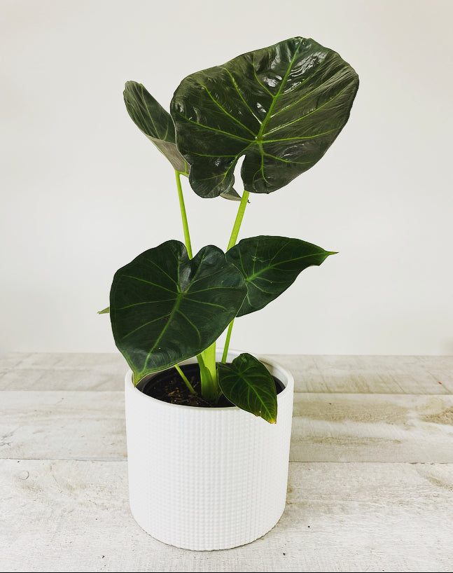 Alocasia Regal Shield