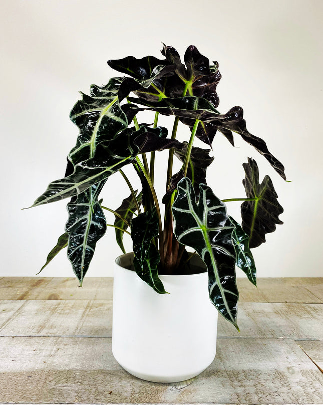 Alocasia Polly (planter not included)