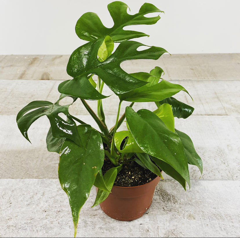 Philodendron Split Leaf Minima