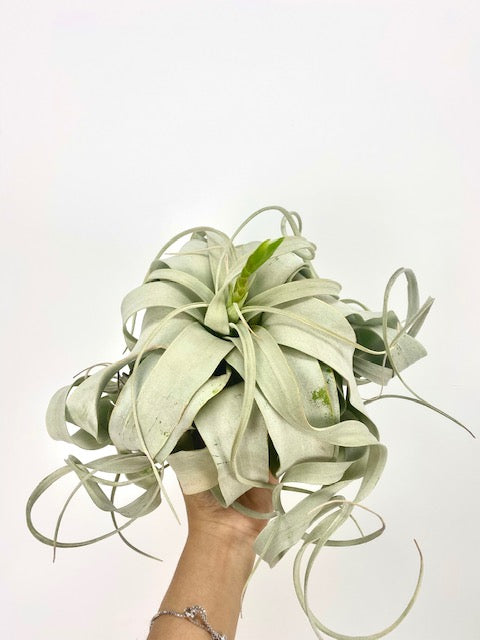 TILLANDSIA XEROGRAPHICA