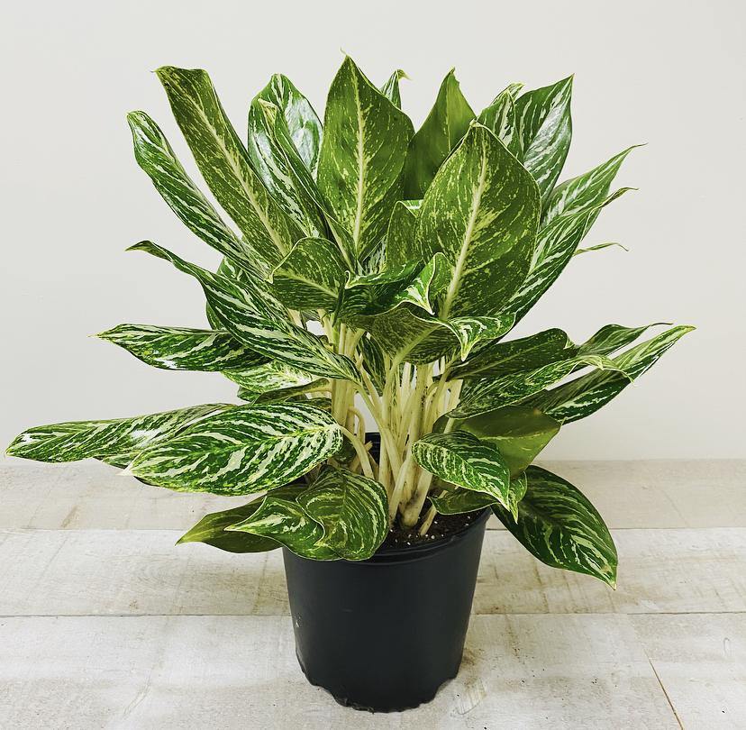 10" Aglaonema Golden Maddonna (Grower pot) ( Planter not included) - Plant Club | Geoponics