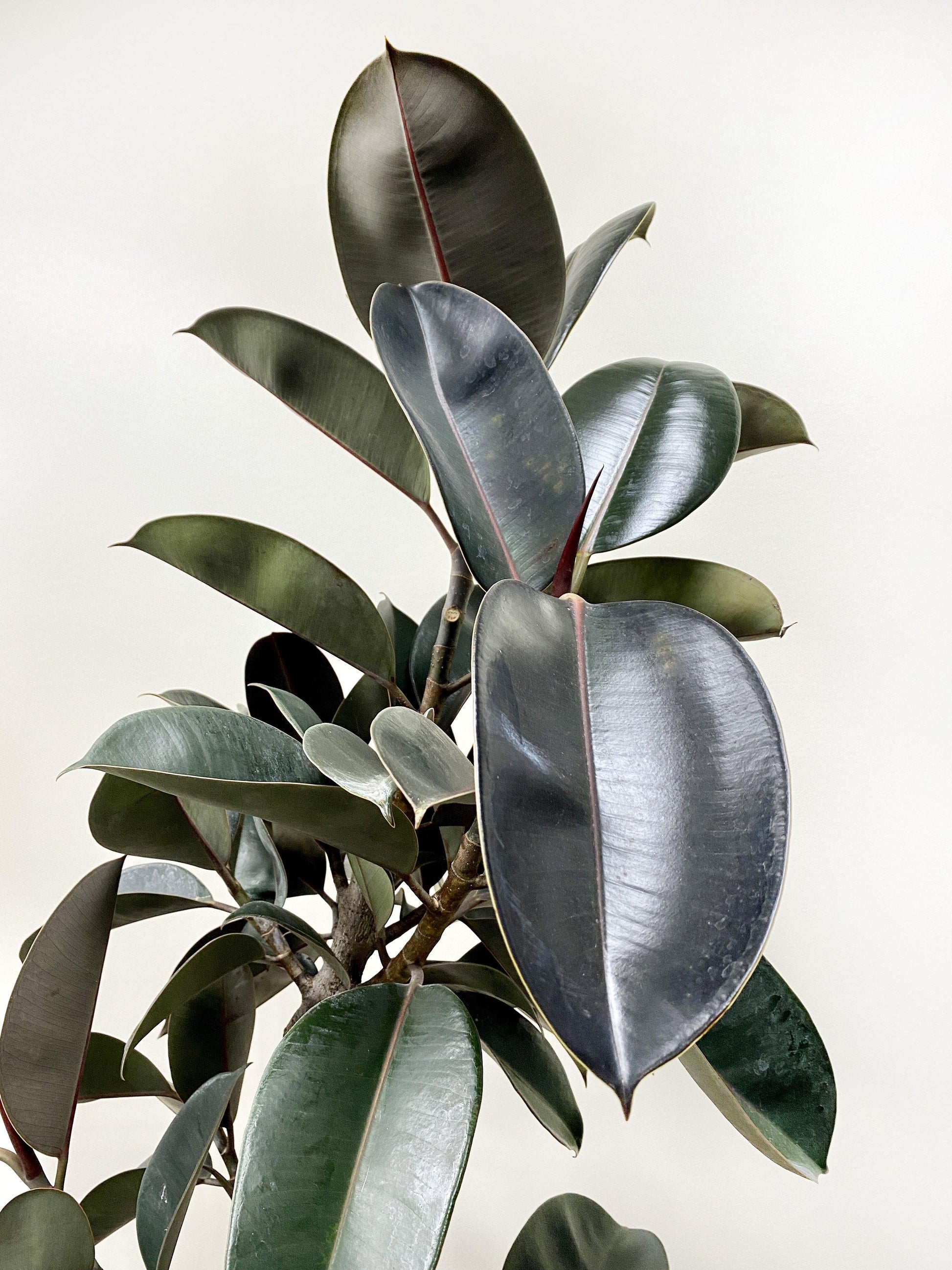 10" Ficus Rubber Plant - Plant Club | Geoponics