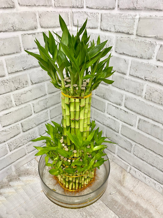 Tower Bamboo with pot