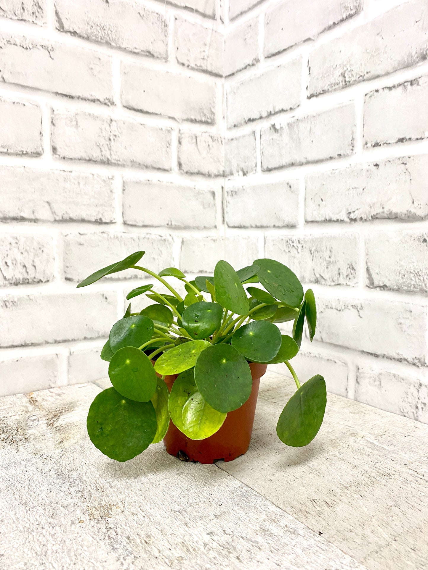 Pilea Plant