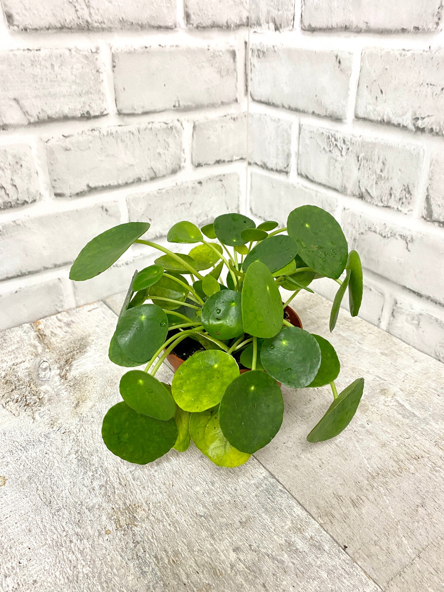 Pilea Plant