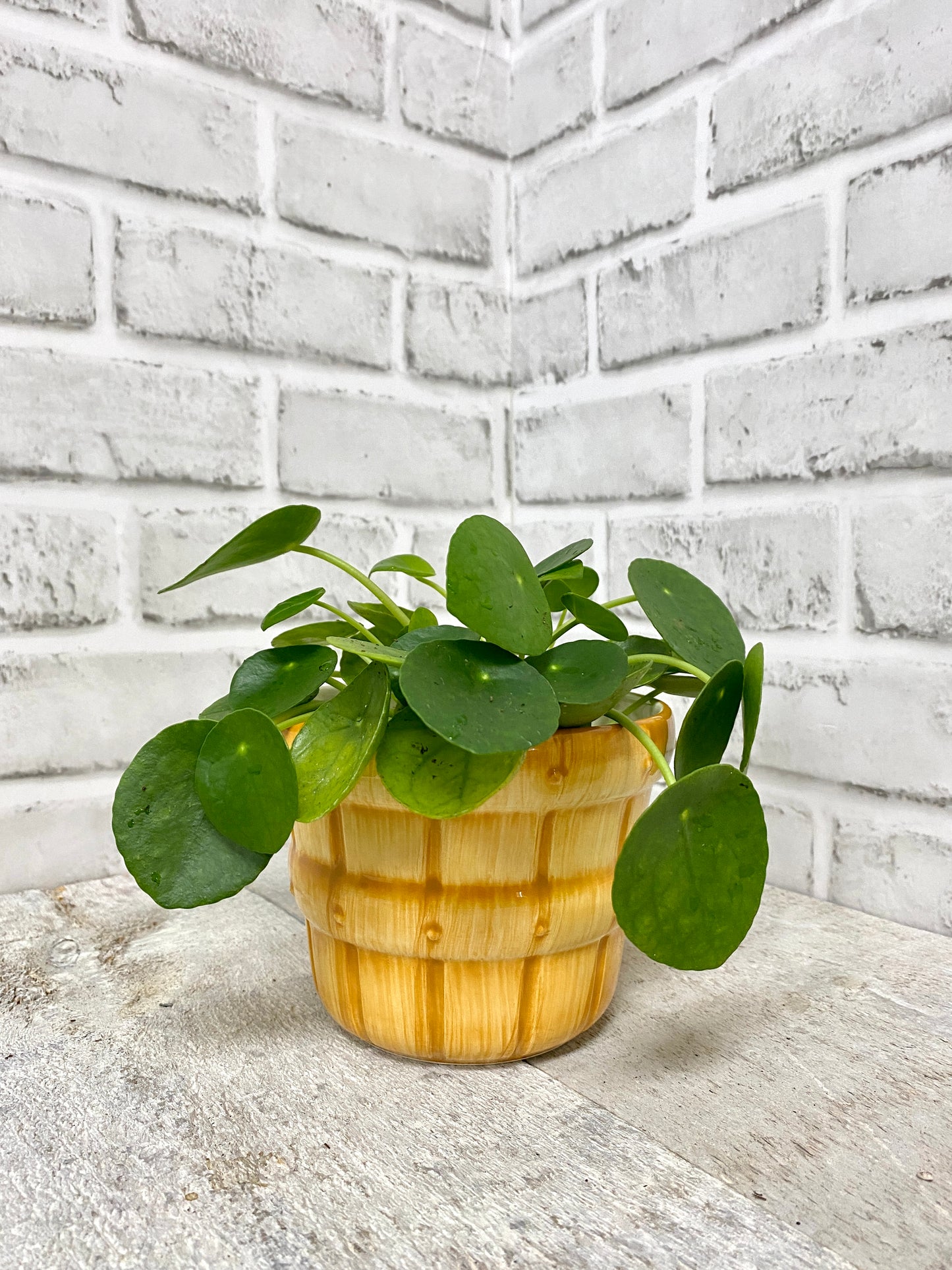 Pilea Plant