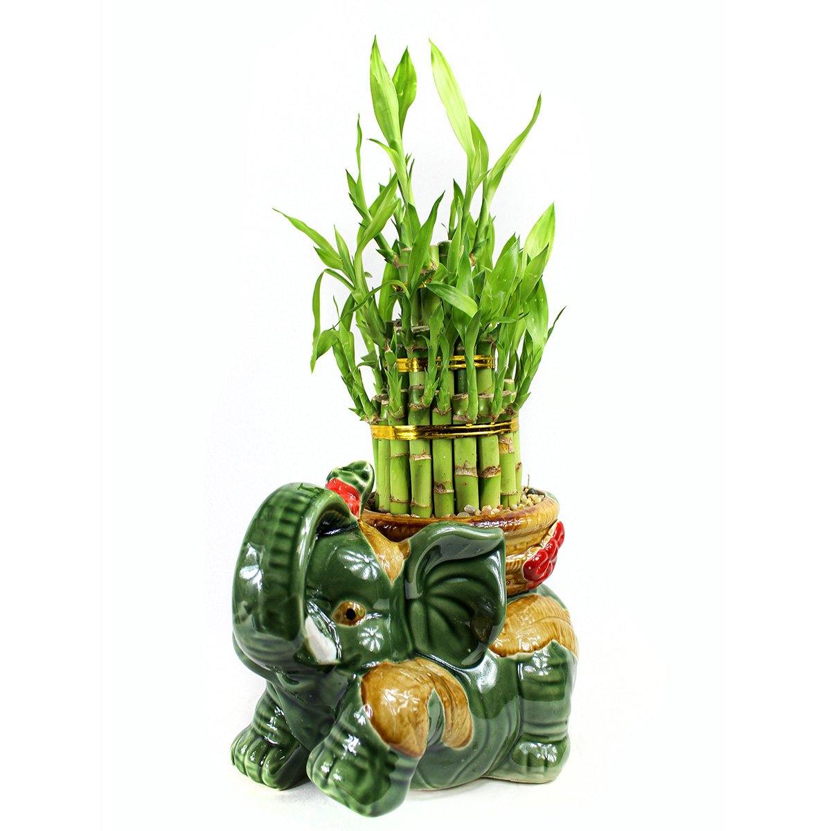 Large Elephant Bamboo Kit - Geoponics Inc