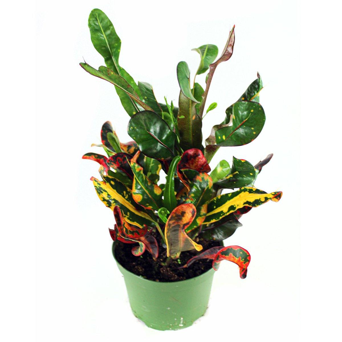 Croton (3.5" / 6" / 10" Grower Pots) - Geoponics Inc