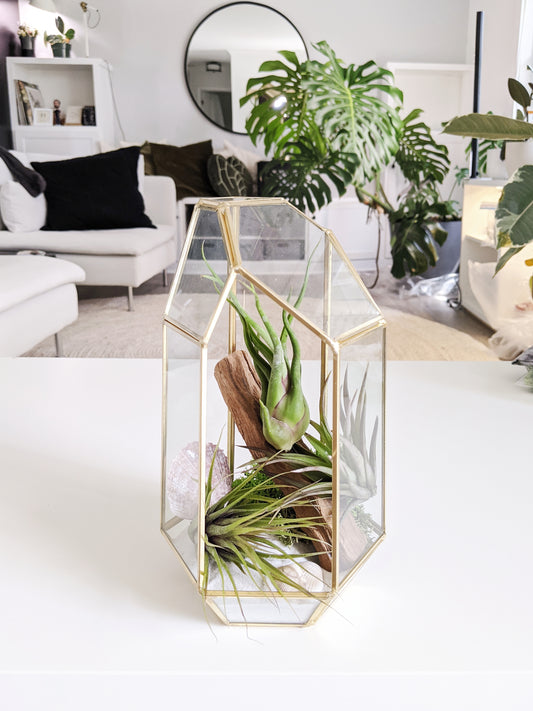 Elegant Air Plant Terrarium DIY Box